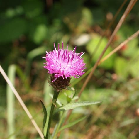 Bildet Natur Gress Anlegg Felt Eng Produsere Botanikk Flora