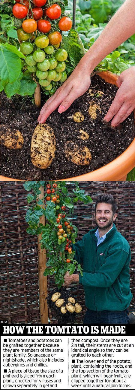 Tomtato Plant Produces Both Potatoes And Tomatoes Hits The Uk Plants Growing Vegetables