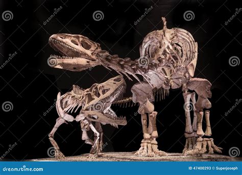 Dinosaur Fossils editorial stock photo. Image of extinct - 47400293