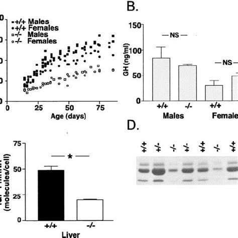 Pka Activity In C Mice Representative Kinase Assay On Protein