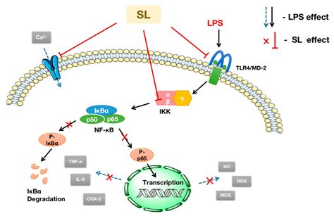 Molecules Free Full Text Sophorolipid Suppresses LPS Induced