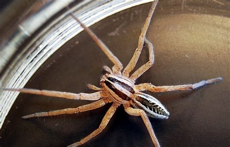 Baby Wolf Spiders