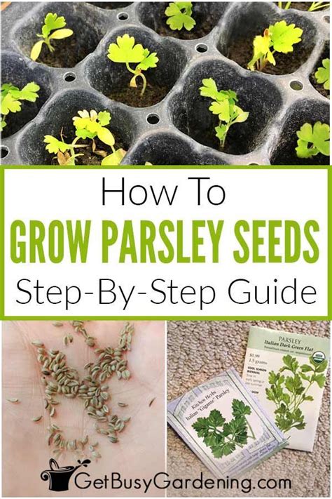 How To Grow Parsley Seed Home And Garden Reference