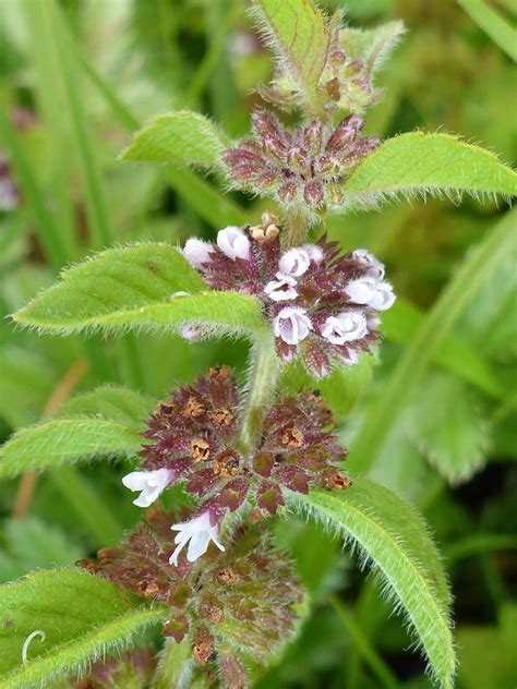 Photographs Of Mentha Arvensis UK Wildflowers Leaves And Flowers