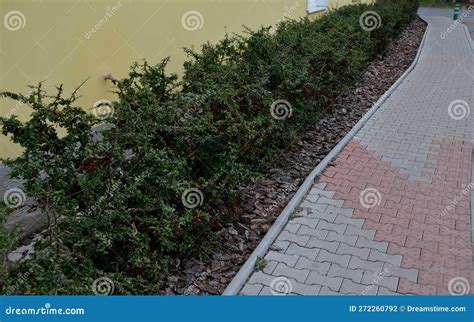 Pyracantha Firethorn Attractive Yellow Berries Pyracantha Coccinea