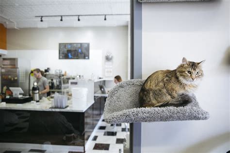 minnesotas  cat cafe  finally  mpr news