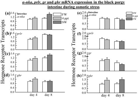 Ijms Free Full Text Effects Of Osmotic Stress On The Mrna