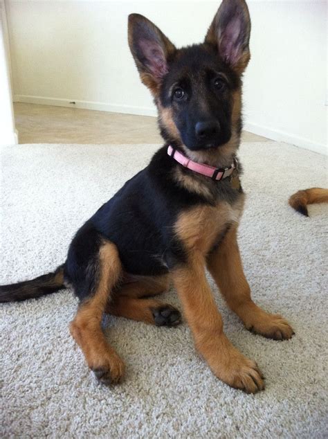 German Shepherd Puppies At 3 Months Old Pets Lovers