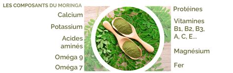 Moringa Bio En Poudre Herbes Du Monde