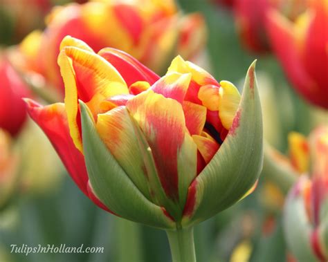 Tulip Colors Tulips In Holland