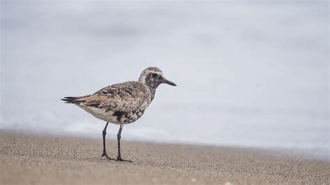 Serfor Aprob El Plan Nacional De Conservaci N De Las Aves Playeras En