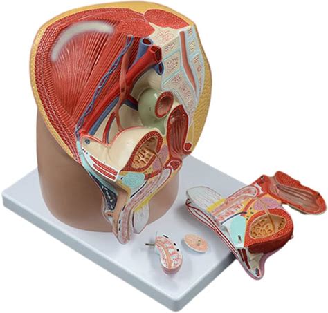 Männliches Becken Hoden Modell mit Prostata männliches Genitalsystem
