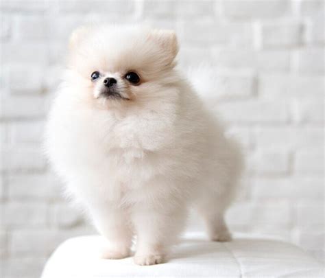 Quais são as cores do Lulu da Pomerânia Spitz Alemão Amo Vira Lata