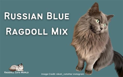 Russian Blue Ragdoll Mix