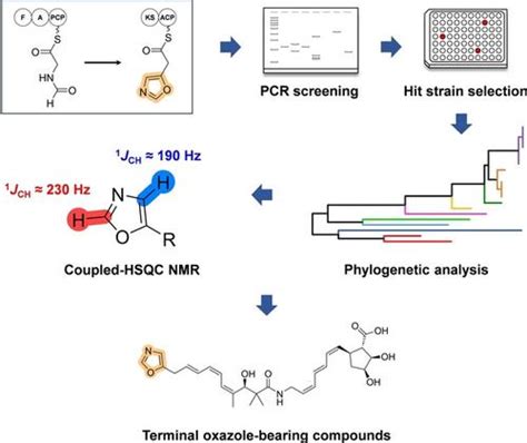 Discovery Of Terminal Oxazole Bearing Natural Products By A Targeted