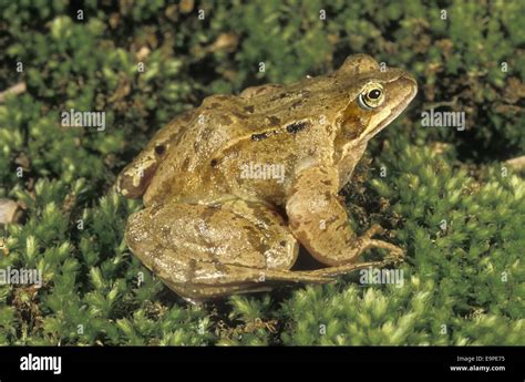 Common Frog - Rana temporaria Stock Photo - Alamy