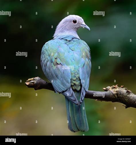 Green Imperial Pigeon Stock Photo Alamy