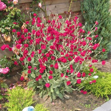 Lychnis coronoria 'Gardeners World' - Vitro Westland