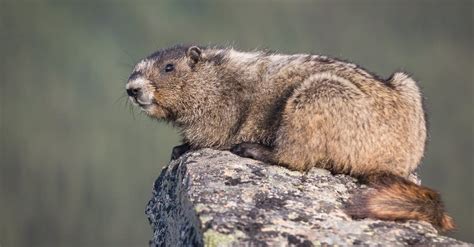 Marmot vs Prairie Dog: 6 Key Differences - A-Z Animals