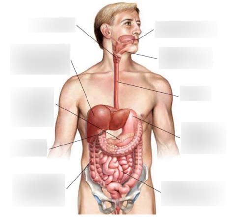 Labelling The Digestive System Diagram Quizlet