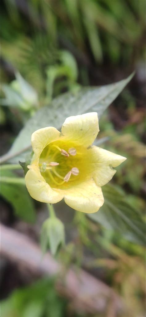 Atropa acuminata – eFlora of India