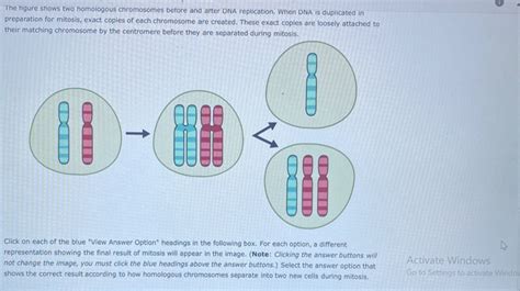 Solved The Figure Shows Two Homologous Chromosomes Before