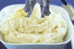 Cat Mashed Potato GIF - Cat MashedPotato Fall - Discover & Share GIFs