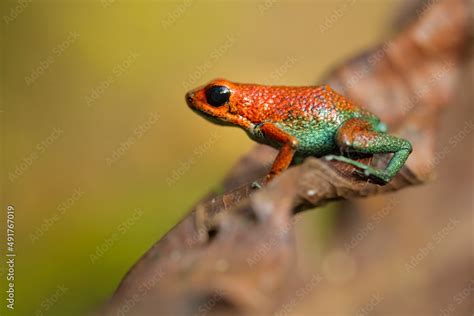 The Granular Poison Frog Oophaga Granulifera Is A Species Of Frog In