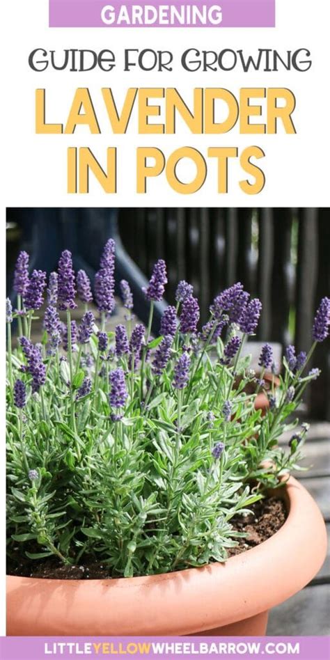 Growing Lavender In Pots Year Round The Tips You Need Growing