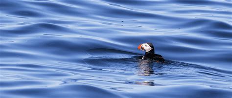 Puffins with longer migrations have trouble breeding | THE WILDLIFE SOCIETY