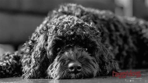 Best Cavoodle Grooming Guide - 6 Simple Steps