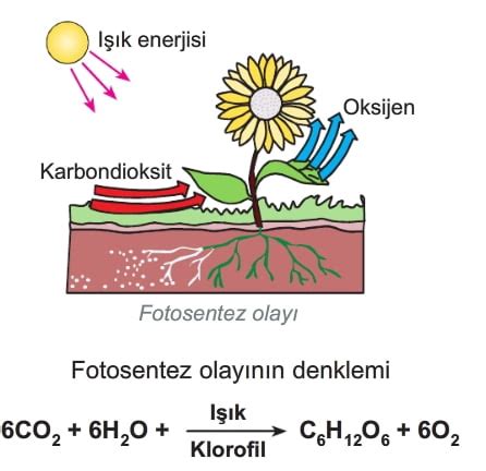 Fotosentez S N F Fen Bilimleri Konu Anlat M Zeti Rnekler