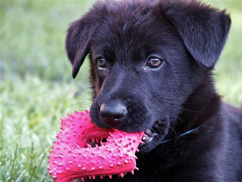 Black Long Haired German Shepherd Spotlight Anything German Shepherd