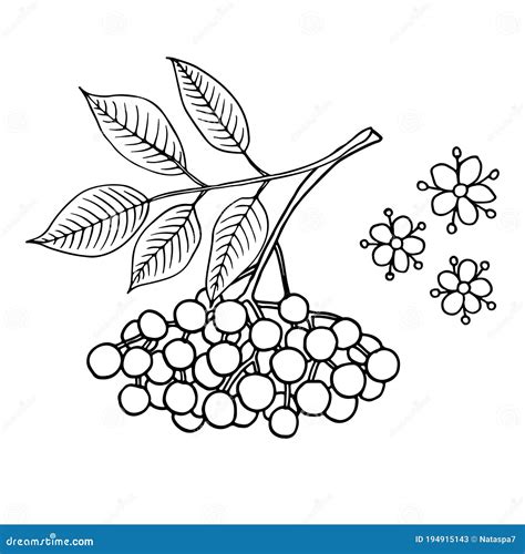 Elderberry Sambucus Nigra. Fruits, Flowers And Leaves. Hand Draw Sketch ...