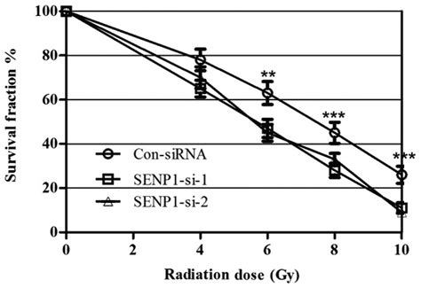 Small Ubiquitin Related Modifier Specific Protease Senp Silencing