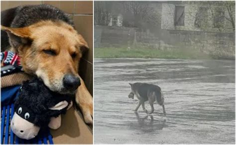 Perro Deambula Por Las Calles Con Un Osito De Peluche Tras La Muerte De