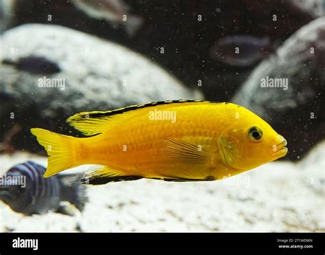 Electric Yellow Cichlid Labidochromis Caeruleus Nkhata Baylake