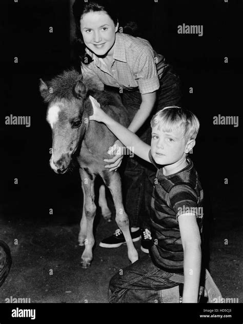 National Velvet Lori Martin Joey Scott Stock Photo Alamy