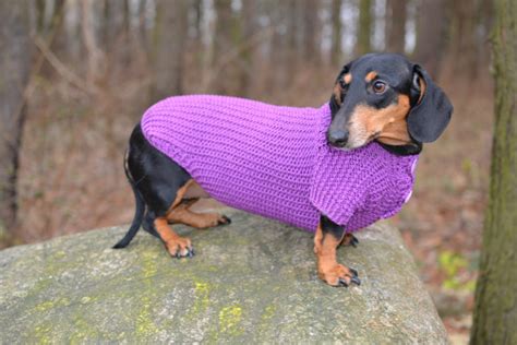 10 Fall Sweaters that Fit Dachshunds | Ammo the Dachshund