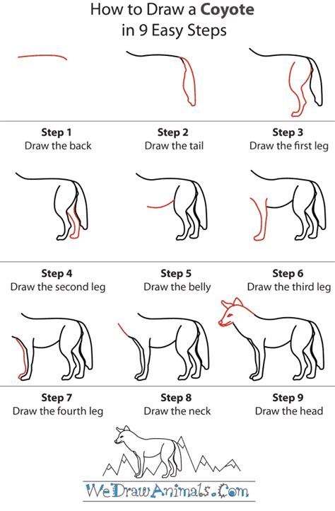 How To Draw A Coyote