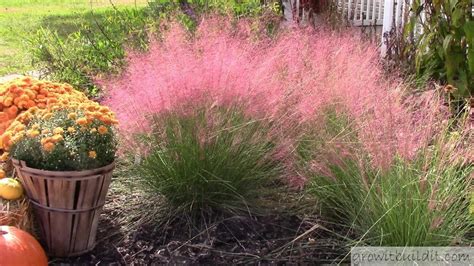 Pink Muhly Grass 101 Complete Guide To Muhly Grass Growit Buildit