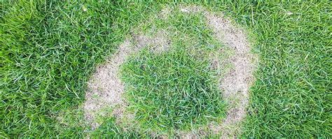 Lawn Disease Control In Grand Junction Fruita And Palisade Co Mesa Turf Masters