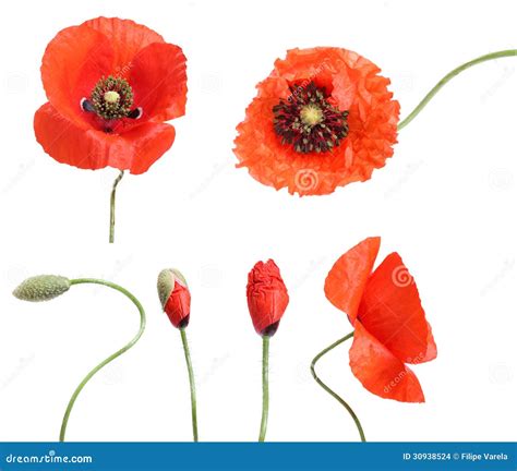 Stages Of Growing Poppies Isolated Stock Images Image