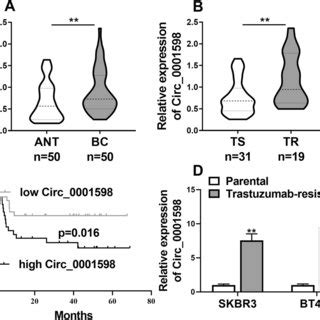 Circ 0001598 MiR 1184 PD L1 Axis Mediated Trastuzumab Resistance And