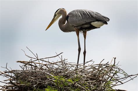 Great Blue Heron Nesting Photograph by William Shackelford - Fine Art ...