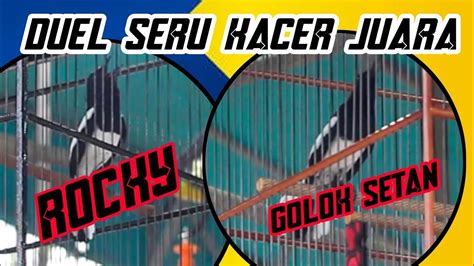 Panas Duel Kacer Juara Kacer Terbaik Kacer Rocky Vs Kacer Golok