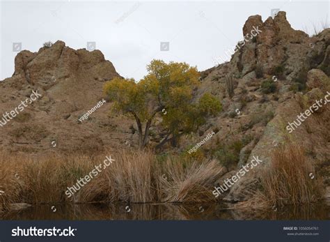 Typical Sonoran Desert Landscape Boyce Thompson Stock Photo 1056054761 ...