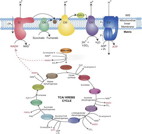 TCA Cycle And Oxidative Metabolism Diagram Quizlet