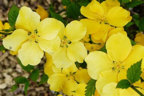 Z Otlin Japo Ski Golden Guinea Kerria Japonica