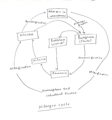 Draw A Well Labelled Diagram Of Nitrogen Cycle Science